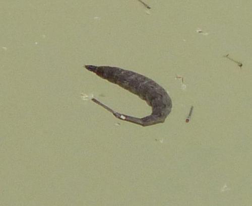 Stratiomys longicornis